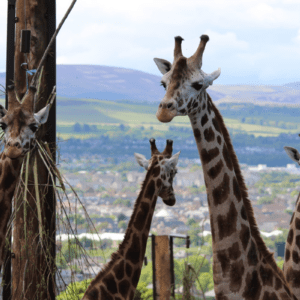 Giraffes at Edinburgh Zoo