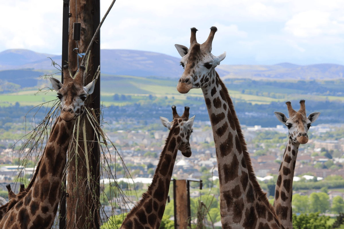 Giraffes at Edinburgh Zoo