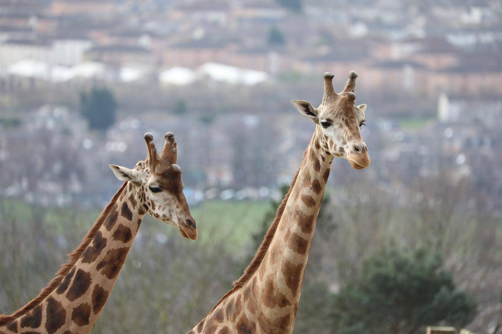 two giraffes at Edinburgh Zoo