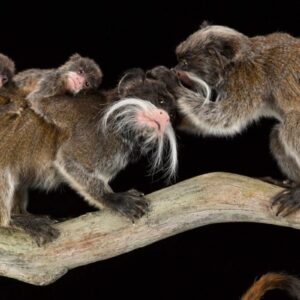 A group of primates standing on a branch