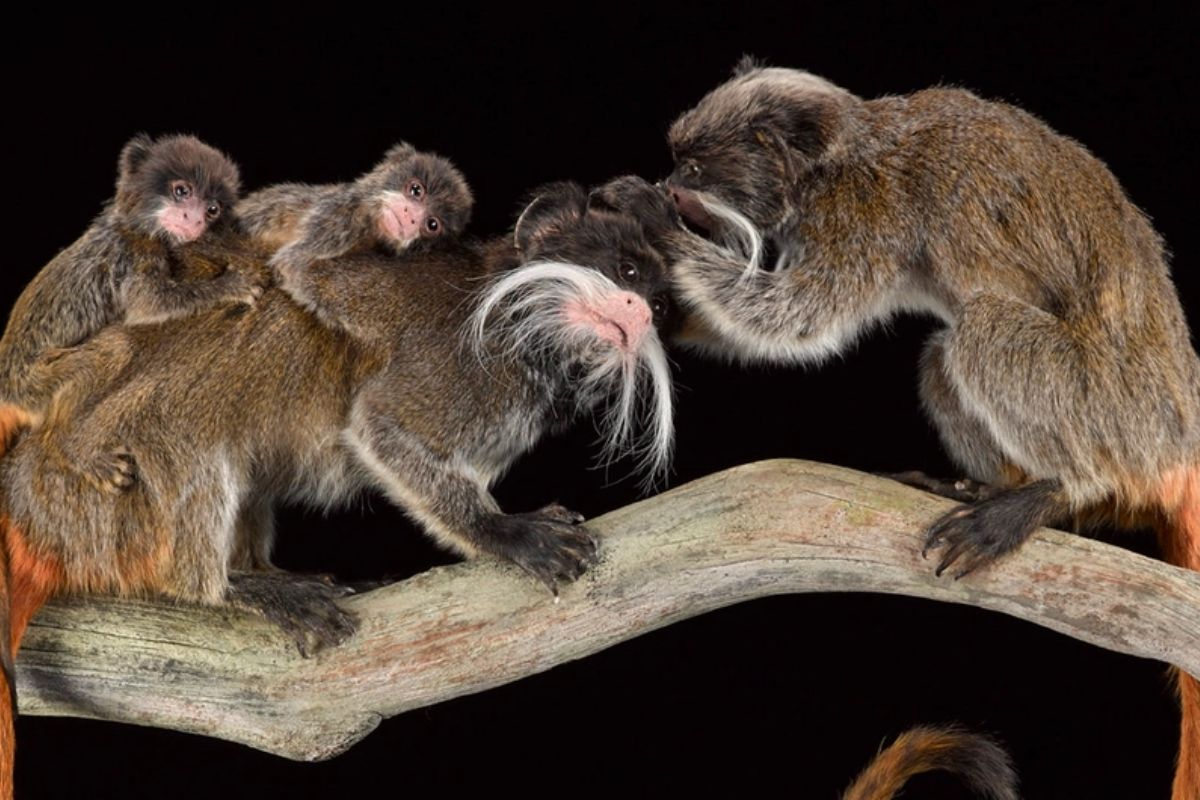 A group of primates standing on a branch