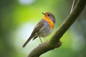 A robin sitting on a branch