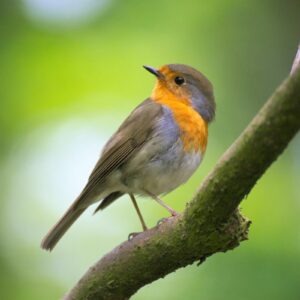 A robin sitting on a branch